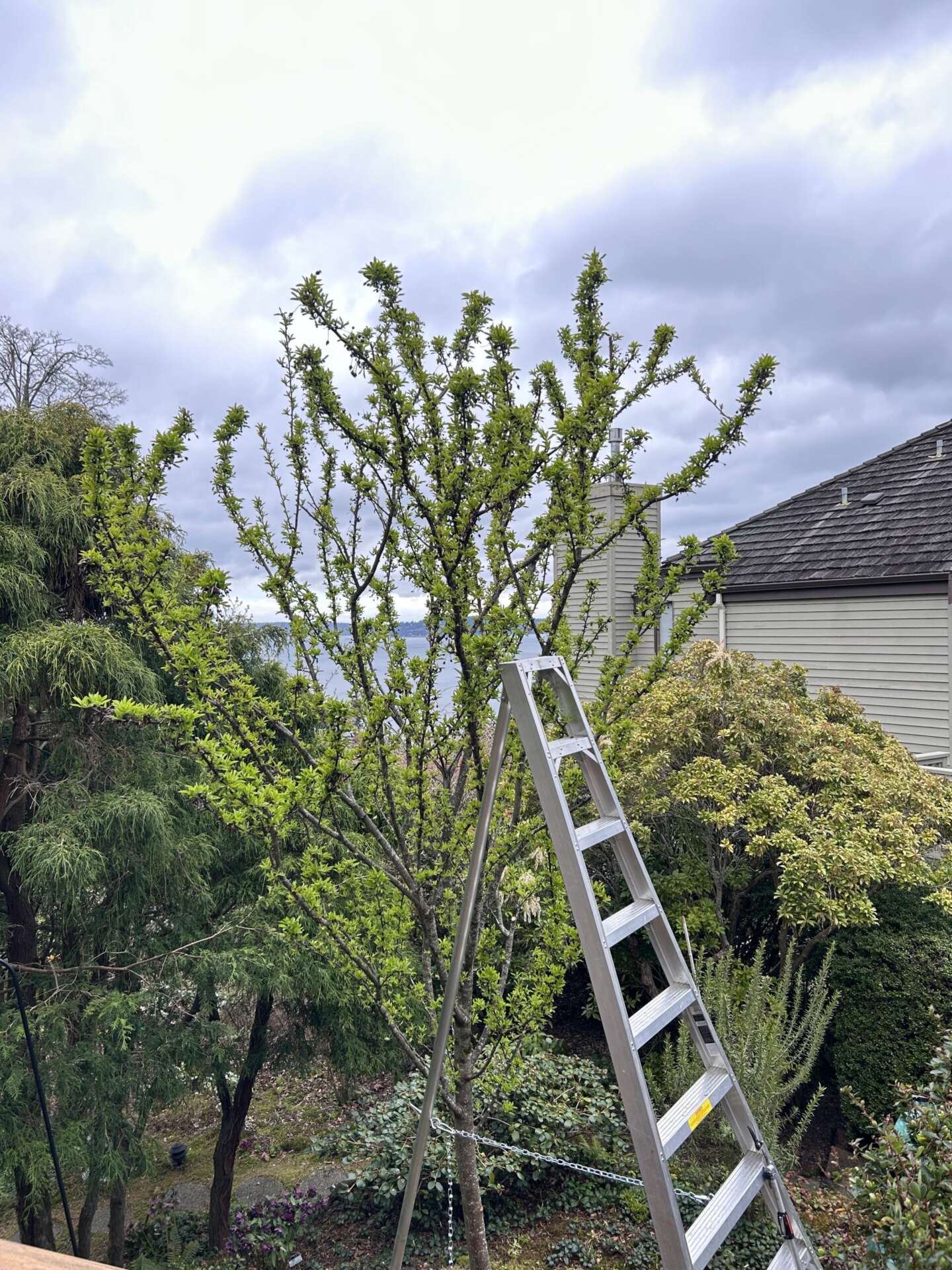 Expert Pruning & Garden Maintenance - Trillium Landscape Design