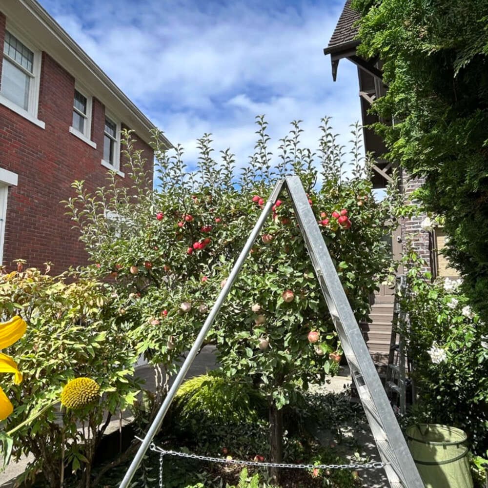 Expert Pruning & Garden Maintenance - Trillium Landscape Design